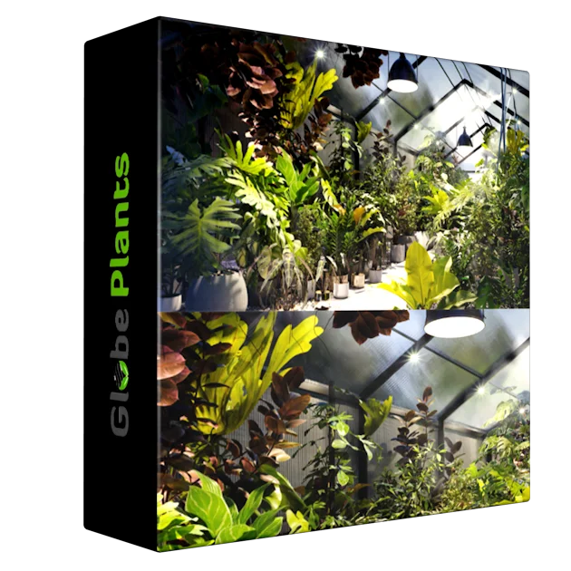 Globe Plants - Bundle 30 - Interior Pot Plants