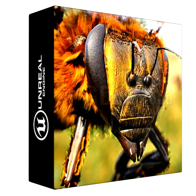 Animalia - Honeybee