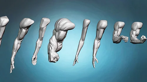 Arm and hand anatomy exercises course скачать