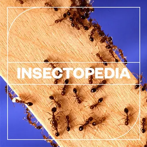 Blastwave FX - Insectopedia скачать
