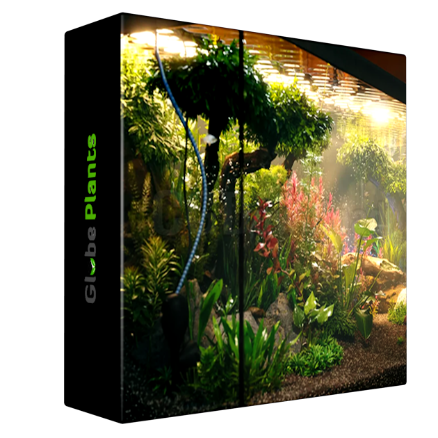 Globe Plants - Bundle 48