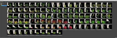 Globe Plants - Bundle 48 скачать