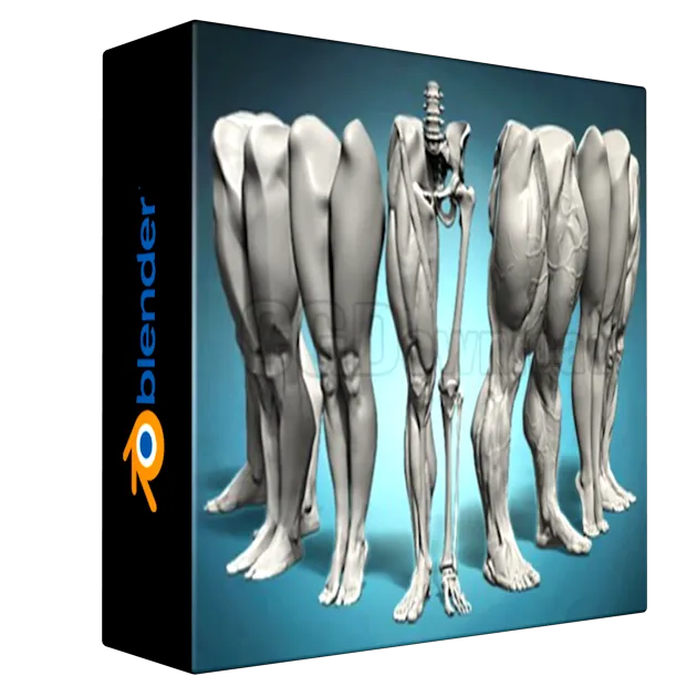 Legs and feet anatomy exercises course