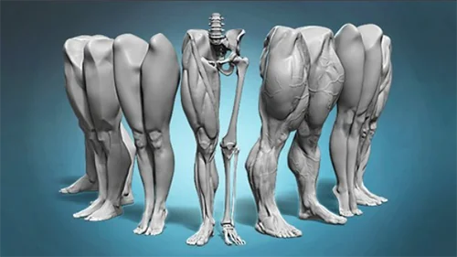 Legs and feet anatomy exercises course скачать