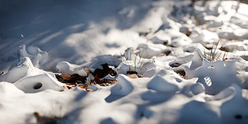 Snow скачать