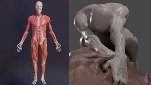 3D Anatomy: Sculpting in Blender: Master the human figure