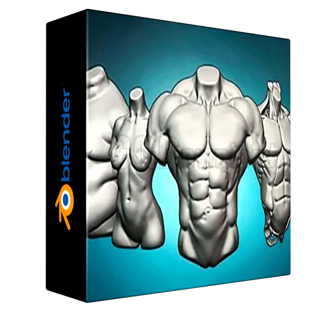 Torso anatomy exercises course