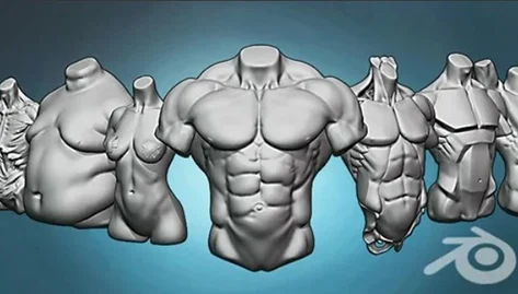 Torso anatomy exercises course скачать