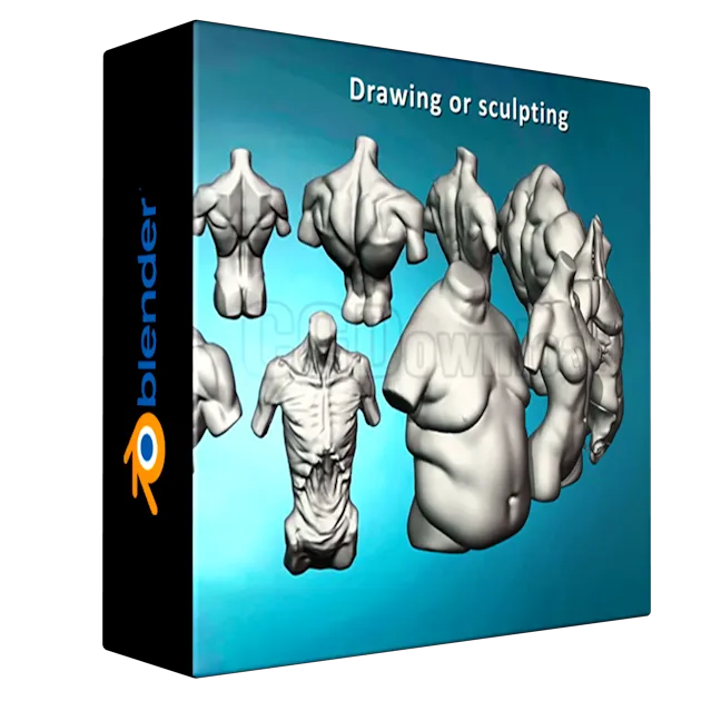 Torso anatomy sculpting exercises course