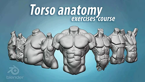Torso anatomy sculpting exercises course скачать