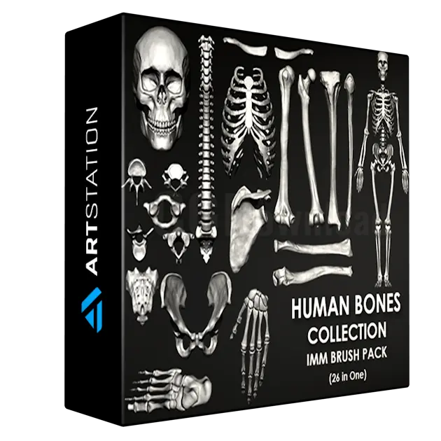 (Skeleton) Human Bones Collection IMMStlObj Brush Pack 26 in One