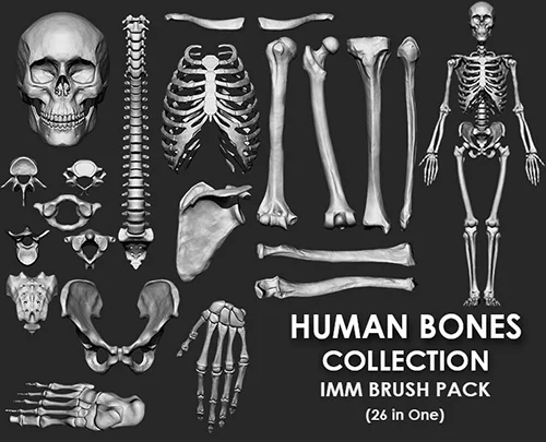 (Skeleton) Human Bones Collection IMM\Stl\Obj Brush Pack 26 in One скачать