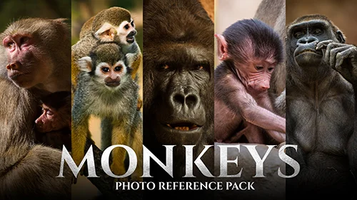 Monkeys vol.1 - Reference Photo Pack For Artists 159 JPEGs noAI скачать