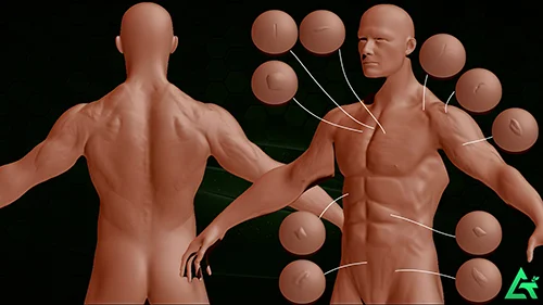 40 Real Muscles VDM Brush скачать